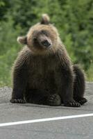 Young brown bear waving its head scaring mosquitoes. Blur, wild animal in motion photo