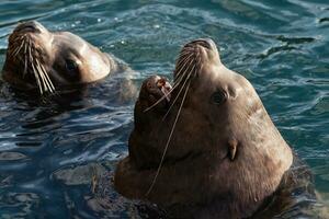 Wild Steller Sea Lion Eumetopias Jubatus with open mouth and teeth fangs swims in cold waves Pacific Ocean photo