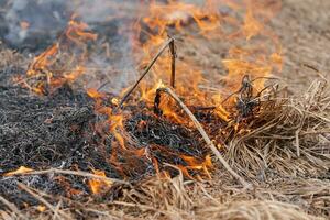 Burning dry grass in meadow of spring forest. Fire and smoke destroy all life photo