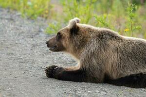 Wild hungry and terrible Kamchatka brown bear lies on stones and looking around photo