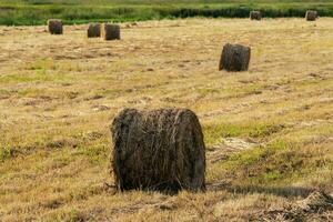 Golden hay rolls on mowed field on sunny day photo