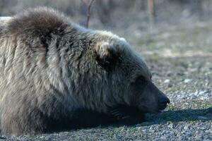 Portrait of hungry wild brown bear lies on stones photo