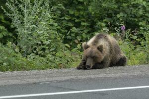 Wild hungry Kamchatka brown bear lies on highway and sadly looks at road photo