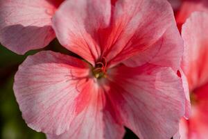 Flower petals Pelargonium zonale Willd. Macro photography of beautiful pink color petals photo