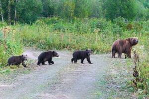 Kamchatka brown she-bear come out forest with three bear cubs, walking along country road with funny yearling beasts. Wild animals in natural habitat photo