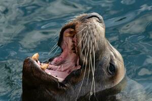 Closeup portrait of wild Steller Sea Lion with wide open mouth and teeth fangs swims in cold water Pacific Ocean photo