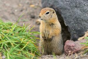 Arctic ground squirrel, carefully looking so as not to fall into jaws of predatory beasts. Curious wild animal of genus rodents of squirrel family photo