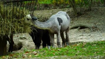 video di alpaca mangiare fieno