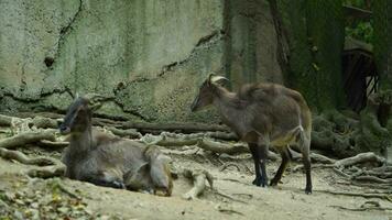 vídeo de himalaya tahr en zoo video