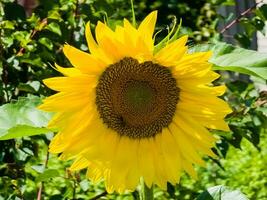 amarillo cabeza de un girasol helianthus annuus en un verde jardín foto