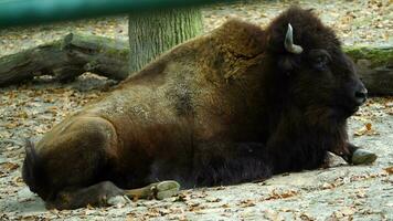 vídeo de americano bisonte en zoo video