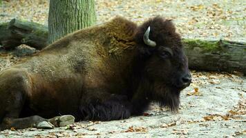 vídeo de americano bisonte en zoo video