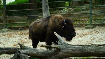 vídeo do americano búfalo dentro jardim zoológico video