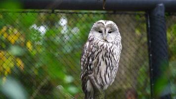 Video of Ural owl in zoo