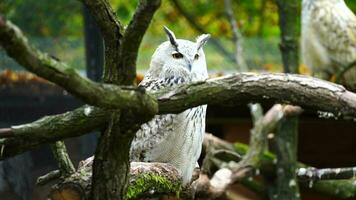 vidéo de eurasien Aigle hibou video