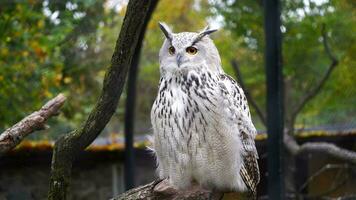 vidéo de eurasien Aigle hibou video