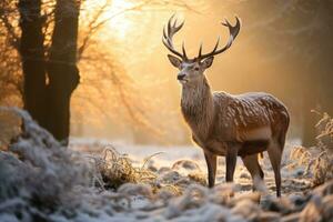 Fallow deer in the winter forest at sunrise. Wildlife scene from nature, Fallow deer stag during rutting season at sunrise in winter, AI Generated photo