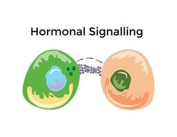Endocrine cell signaling by hormone molecules which are released by a cell acts on distant cells through the blood by binding to its receptor and stimulates the receptor molecules vector EPS