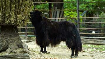 Video of Domestic yak eating hay