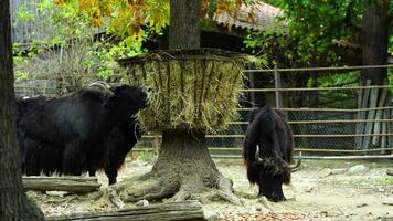 Video of Domestic yak eating hay