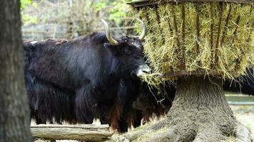 video di domestico yak mangiare fieno