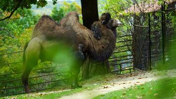 VIdeo of Domestic Bactrian Camel
