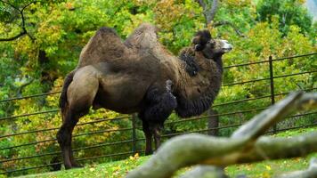 VIdeo of Domestic Bactrian Camel