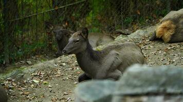 Video von altai wapiti im Zoo