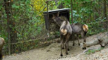 vídeo do altai wapiti dentro jardim zoológico video