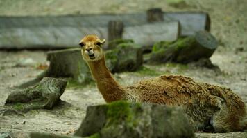vídeo de vicuña en zoo video