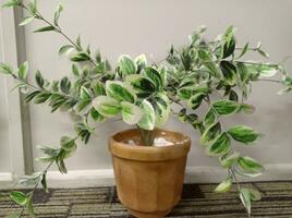 Plant in a pot with white background photo