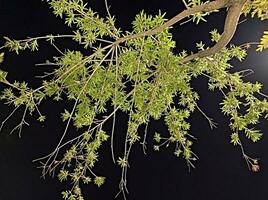 Tree Branches at Night photo