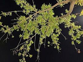 árbol ramas a noche foto