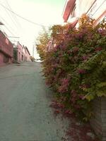 Street landscape outside home photo