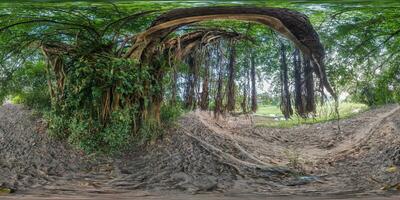 full seamless spherical hdr 360 panorama under a tropical banyan tree in an Indian village in equirectangular projection, ready for VR AR virtual reality photo