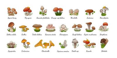 Vector set forest mushrooms with names. Collection different types mushrooms edible and inedible.