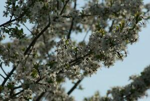 blooming apple branch on a sunny day photo