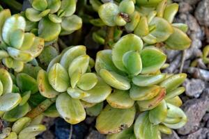 interesting original natural background with green leaves of crassula in close-up photo