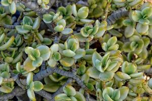 interesting original natural background with green leaves of crassula in close-up photo