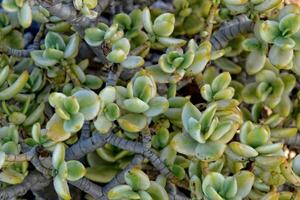 interesante original natural antecedentes con verde hojas de crassula en de cerca foto