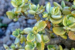 interesting original natural background with green leaves of crassula in close-up photo