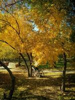 abrazando de otoño belleza bicicletas en el parque para activo recreación en medio de otoño follaje y estacional maravillas foto