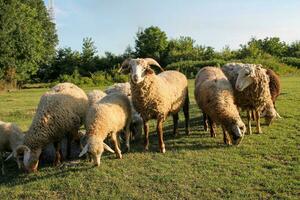 Flock of sheep grazing in meadow at sunset on Green Pasture. Idyllic Sunset photo