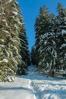 Winter landscape of a snowy forest on a sunny day in the Carpathian mountains. Fresh snow in the mountains in the morning sunlight. Christmas background, new year atmosphere photo