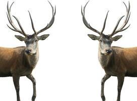 two deer with large horns standing in front of each other photo