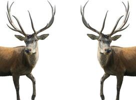 two deer with large horns standing in front of each other photo