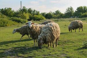 Flock of sheep grazing in meadow at sunset on Green Pasture. Idyllic Sunset photo