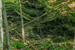 view of a forest with deciduous and coniferous trees. stones, rocks, moss, ferns, fallen trees, light breaks through the crown. Forest atmosphere, vacation, outdoor activities, wildlife, harmony photo