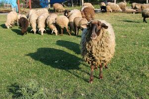 Flock of sheep grazing in meadow at sunset on Green Pasture. Idyllic Sunset photo