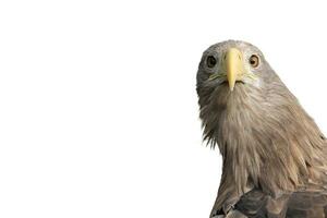 Adult White tailed eagle portrait in profile. Isolated on White background. Scientific name  Haliaeetus albicilla, also known as the ern, erne, gray eagle, Eurasian sea eagle, white-tailed sea-eagle photo